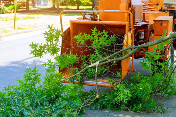 How Our Tree Care Process Works  in  New York Mills, NY