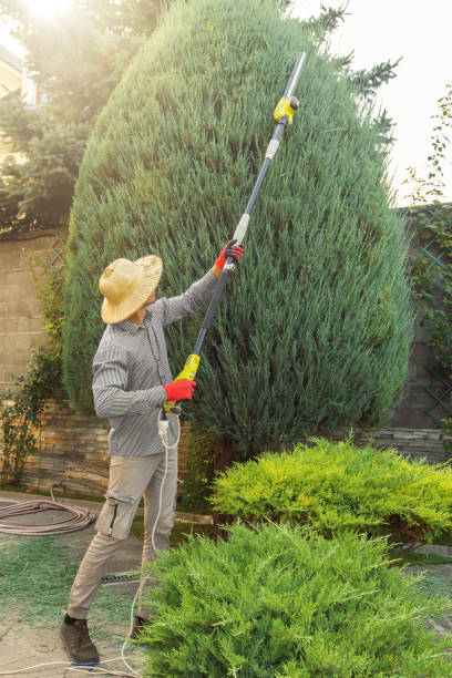 Professional Tree Services in New York Mills, NY